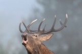 le brame du cerf une des activités nature du gite