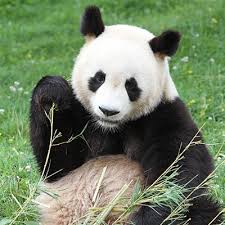 Panda du zoo de beauval